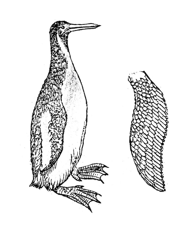 pinguino-gigante