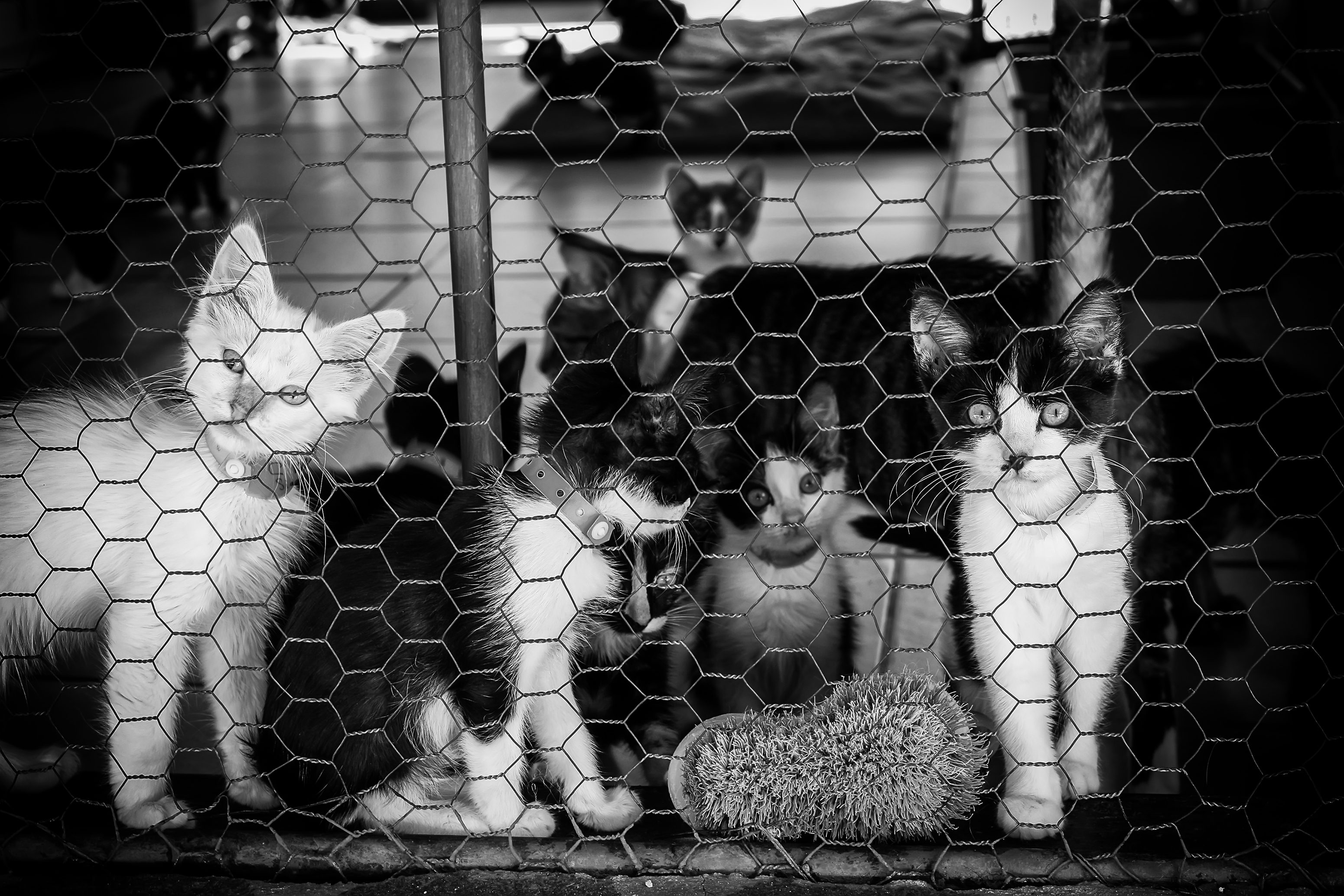 Dopo l'incendio che l'aveva distrutto, il gattile di Rho è ripartito anche grazie alla Dopo l'incendio che l'aveva distrutto, il gattile di Rho è ripartito anche grazie alla
