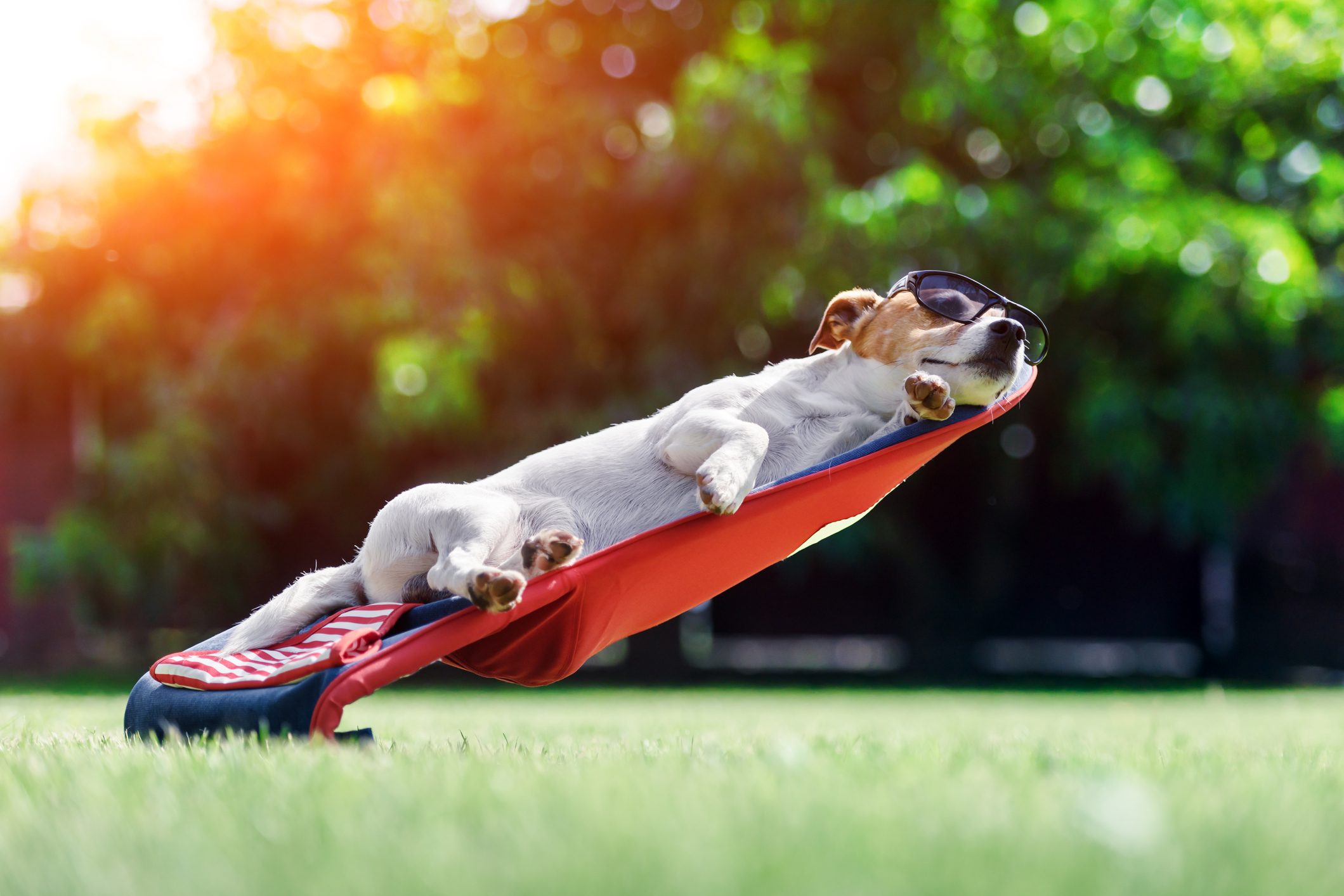 Animali che soffrono il caldo: consigli per l'estate