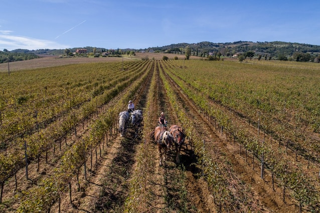 vino-made-in-italy-vinItaly-cambiamenti-climatici-filiera-vino-produzione-econoimia