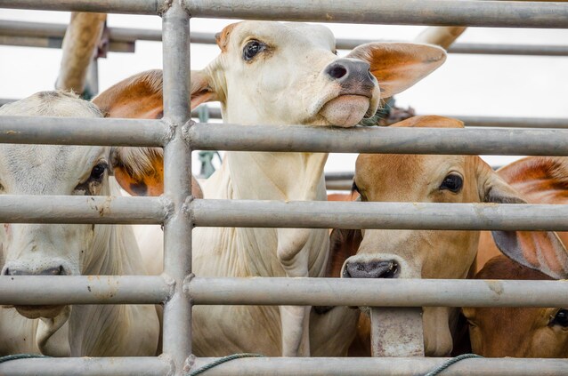 Macello di animali allevamenti intensivi