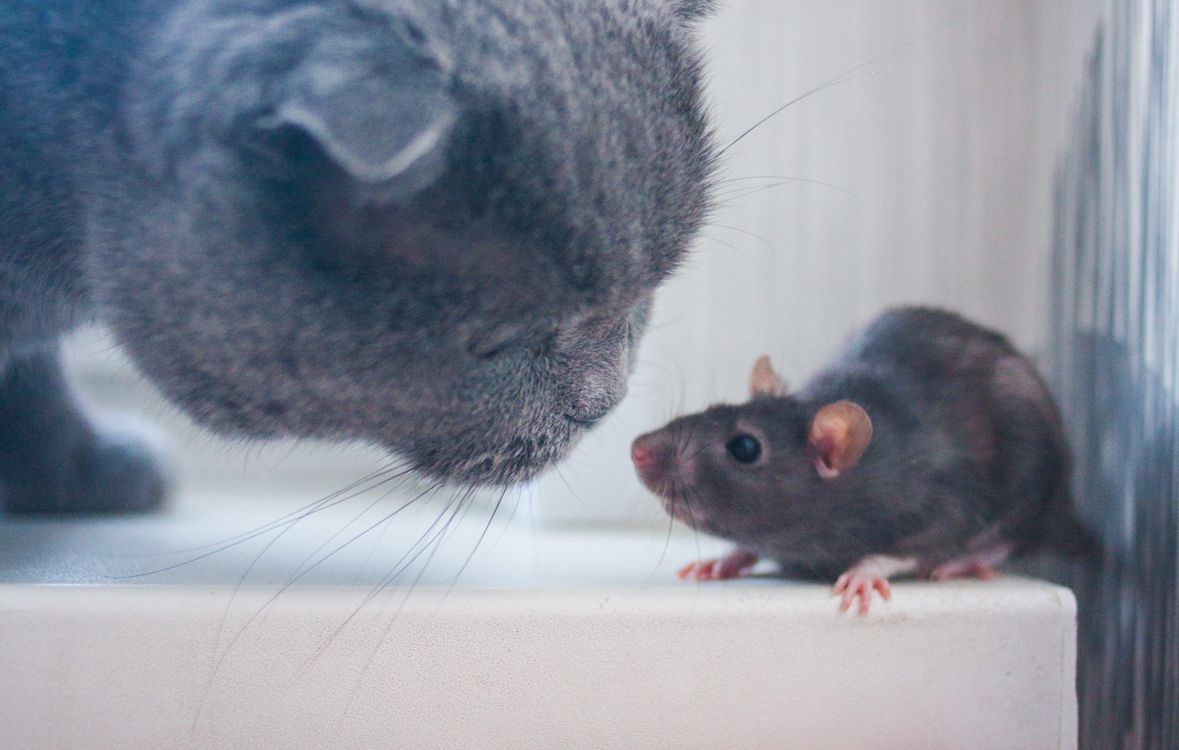 storia del gatto e del topo che divento suo amico