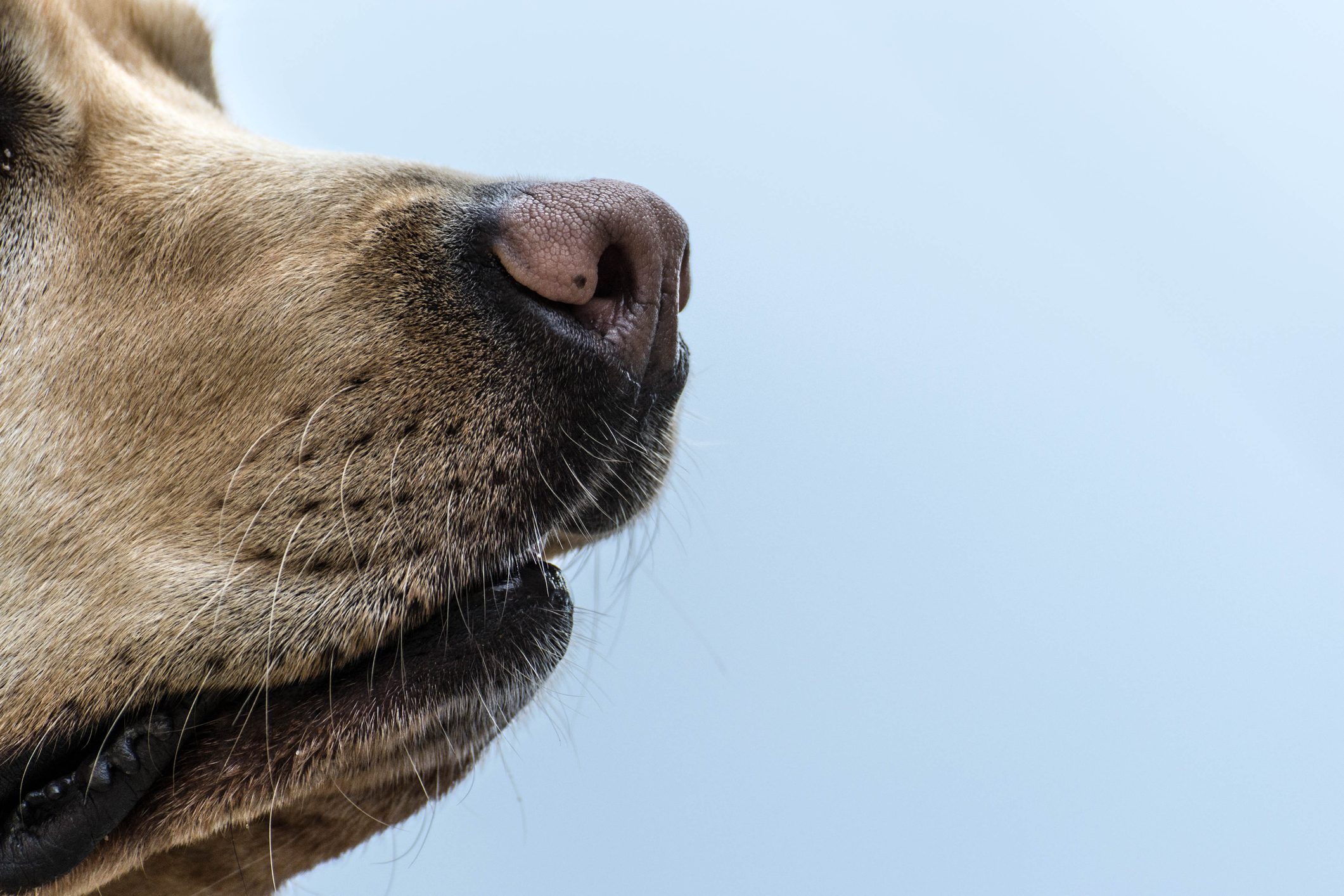 Tappeto Da Annusare Per Cani, Il Giocattolo Intelligente Per Il Tuo Cane Tappetino Da Annusare Coperta Da Annusare Slow Food E Cuscinetti Resistenti Allo Stress - 10