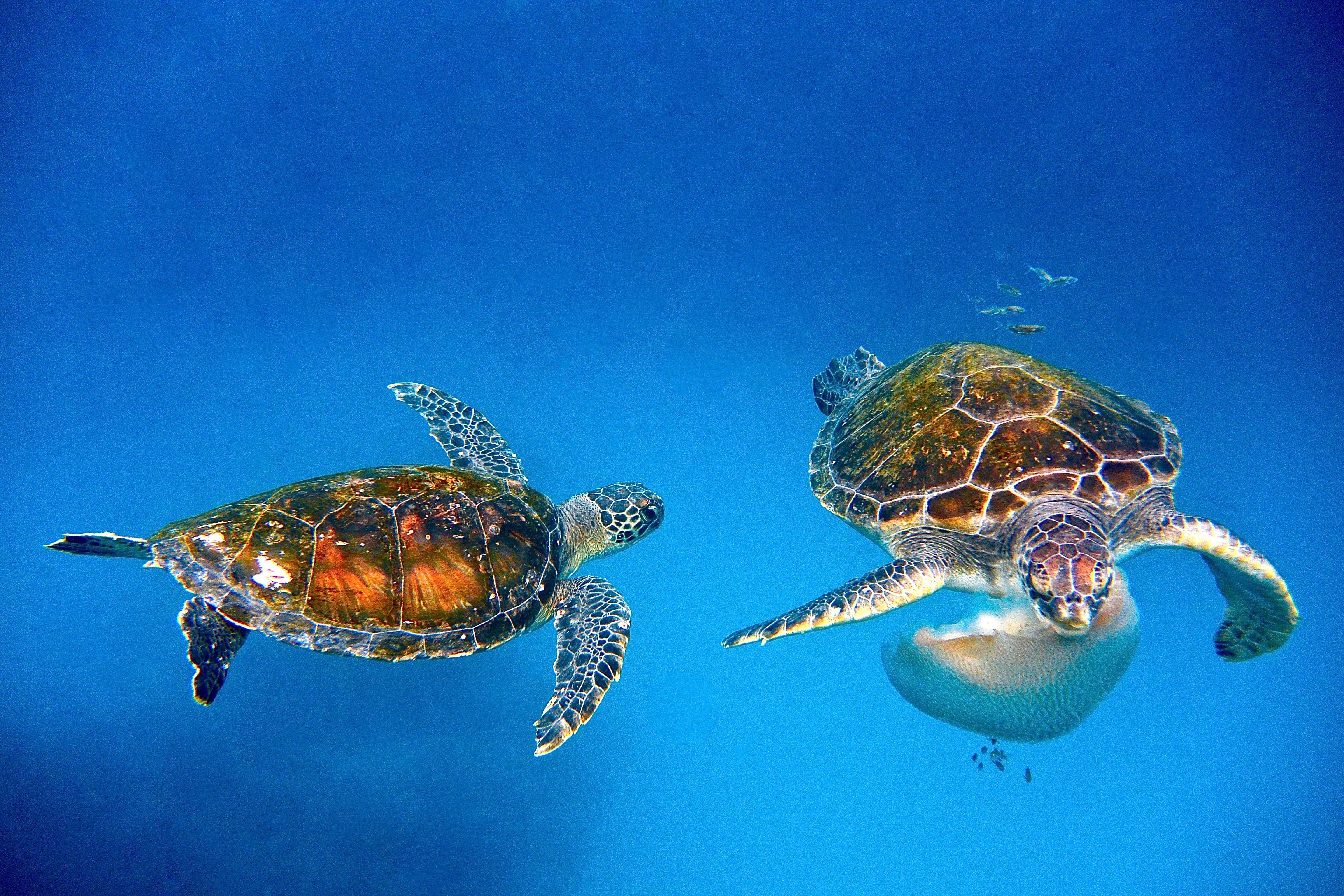 Due tartarughe marine tornano libere