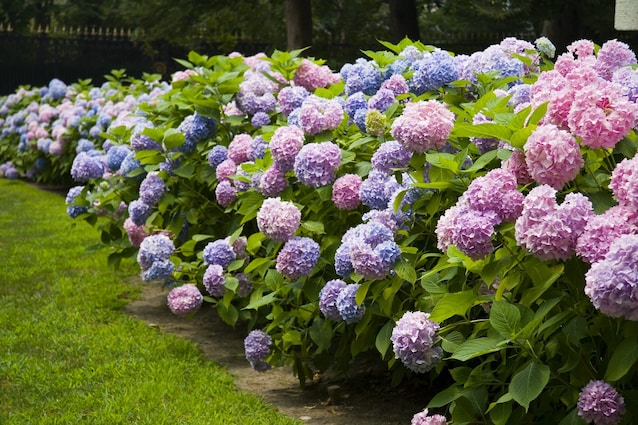 ortensia-fiori-estivi