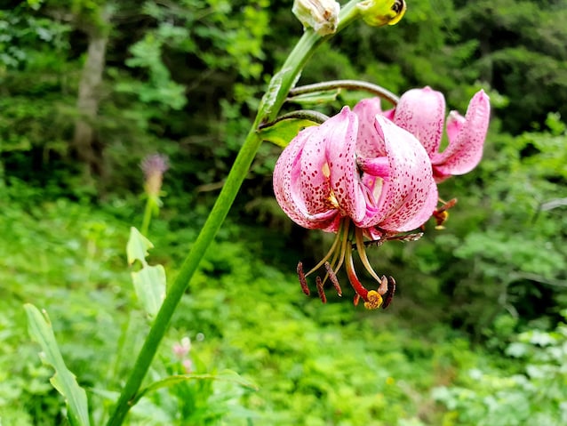 lilium martagon