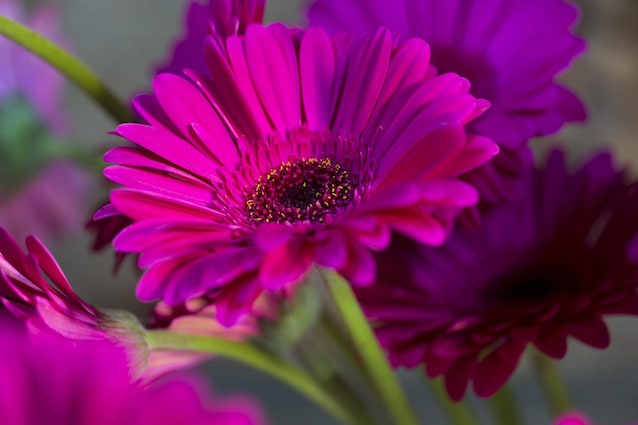 gerbera-fiori-estivi