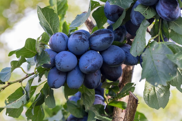 prunus-domestica