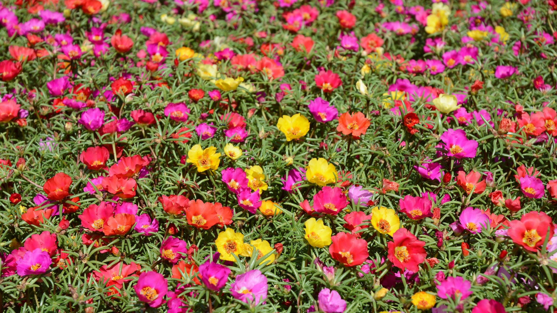 portulaca-proprietà