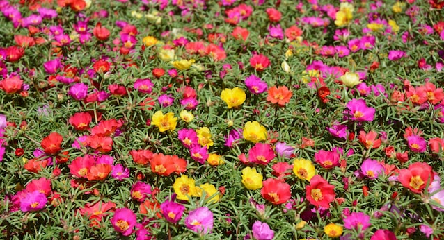 portulaca-proprietà