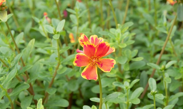 portulaca-fiore