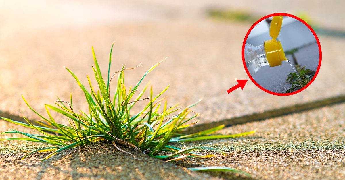 Lama Di Ricambio Per Taglierina - Foto 11