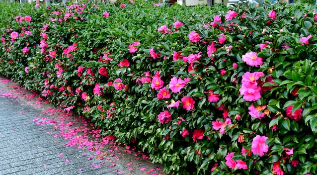 camelia-sasanqua