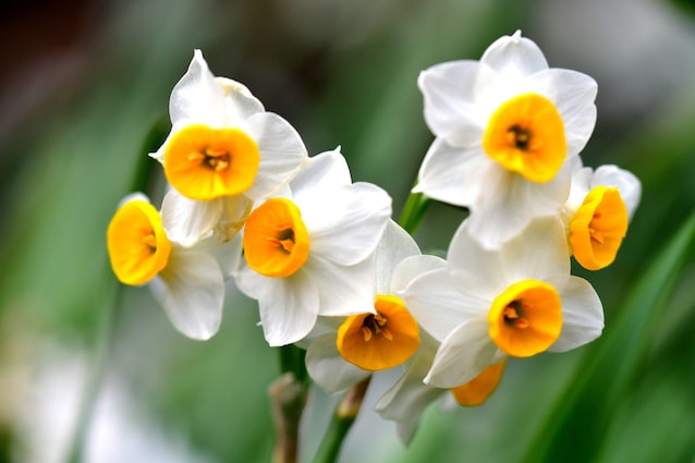 narciso-bianco