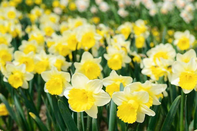 narciso