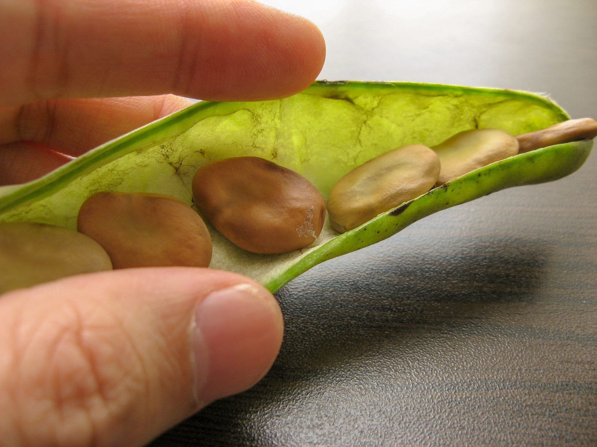 Fave: tutte le proprietà e i benefici di questo legume primaverile