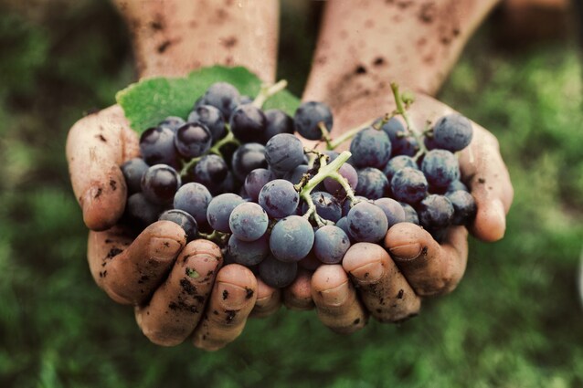vino-made-in-italy-vinItaly-cambiamenti-climatici-filiera-vino-produzione-econoimia