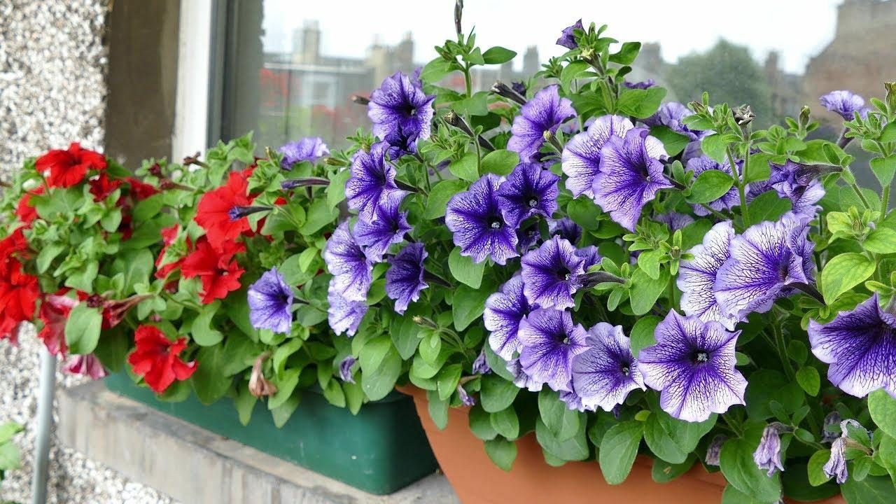 piante da vaso perenni per esterno