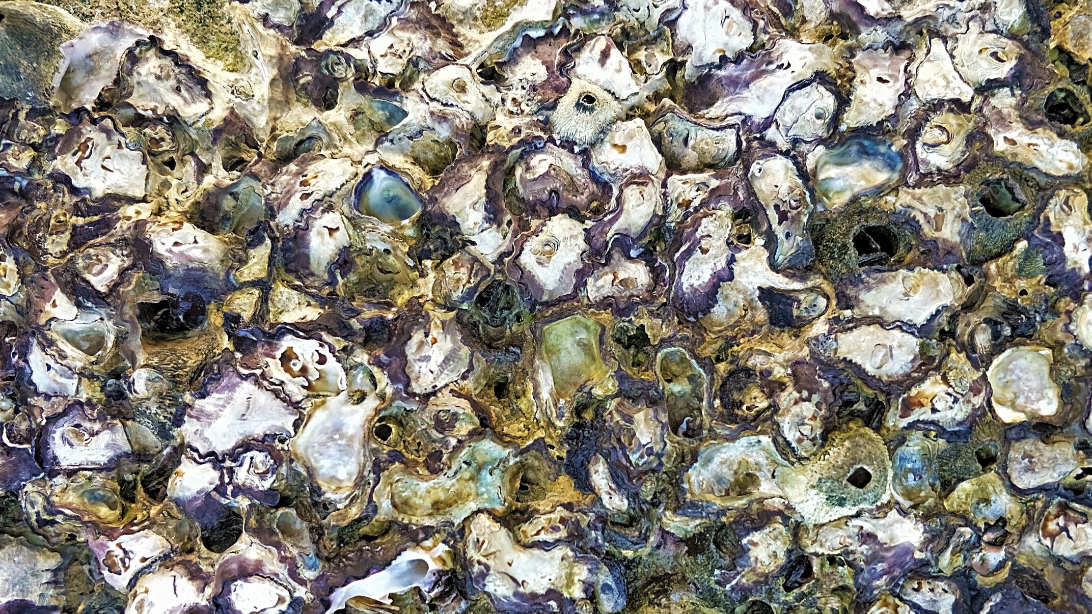 ostriche