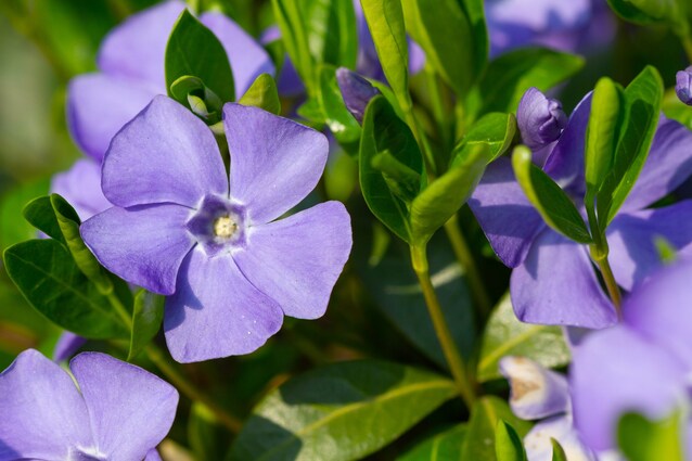 pervinca-fiori-perenni