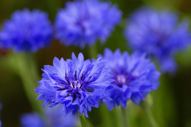 fiordaliso-fiori-perenni