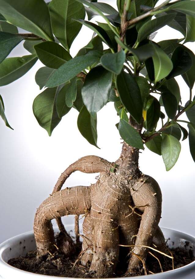 bonsai operculicarya Operculicarya Decaryi – Slow Sunday Select Shop main image 0
