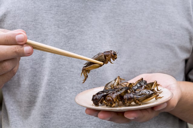 insetti commestibili