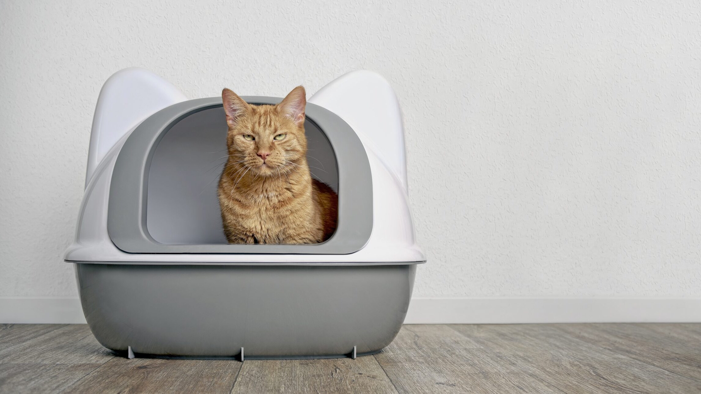 lettiera gatto