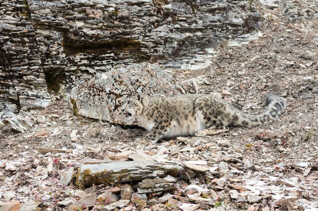 leopardo-nevi-mimetizzato