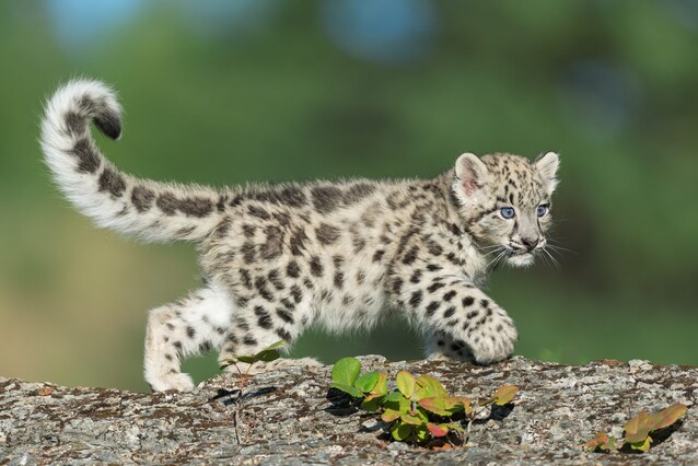 leopardo-delle-nevi-cucciolo