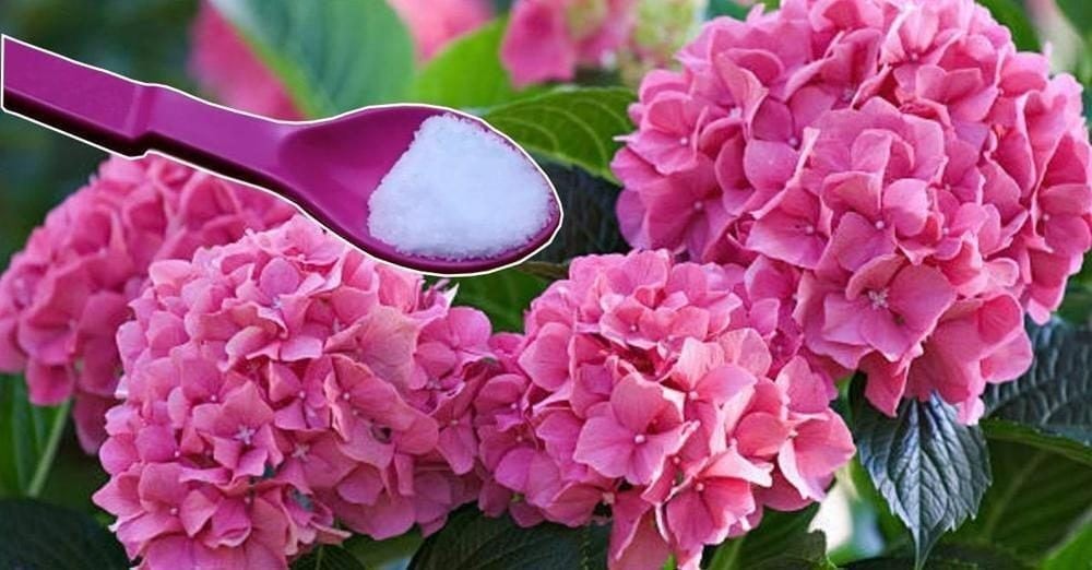 Come realizzare un fertilizzante naturale perfetto per le piante grasse