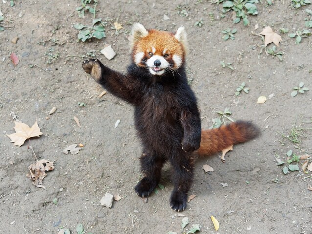 panda-rosso-in-piedi