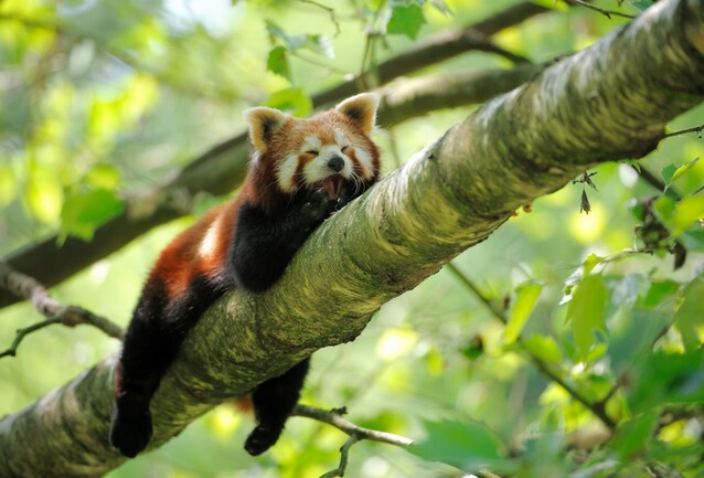 panda-rosso-alberi