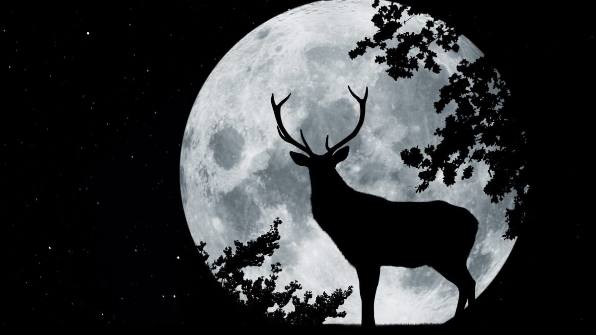 luna-piena-cervo-significato