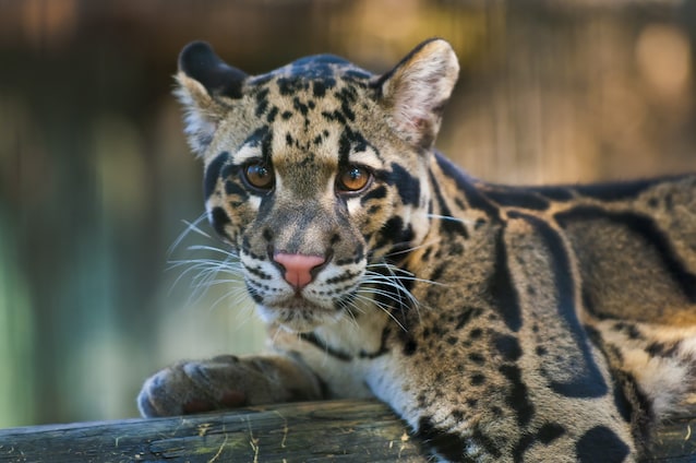 leopardo-nebuloso-cucciolo