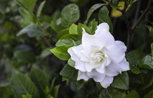 gardenia-jasminoides-coltivazione