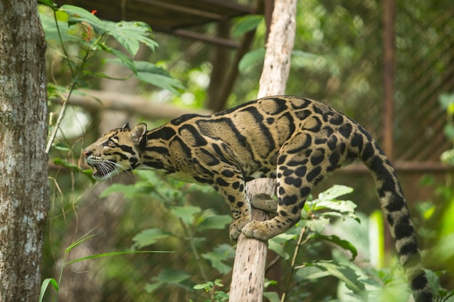 leopardo-nebuloso-caratteristiche