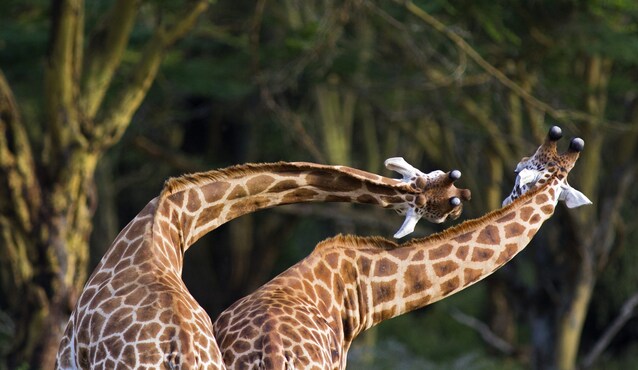 giraffa-collo