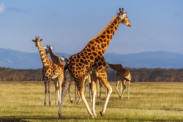 giraffa-mantello