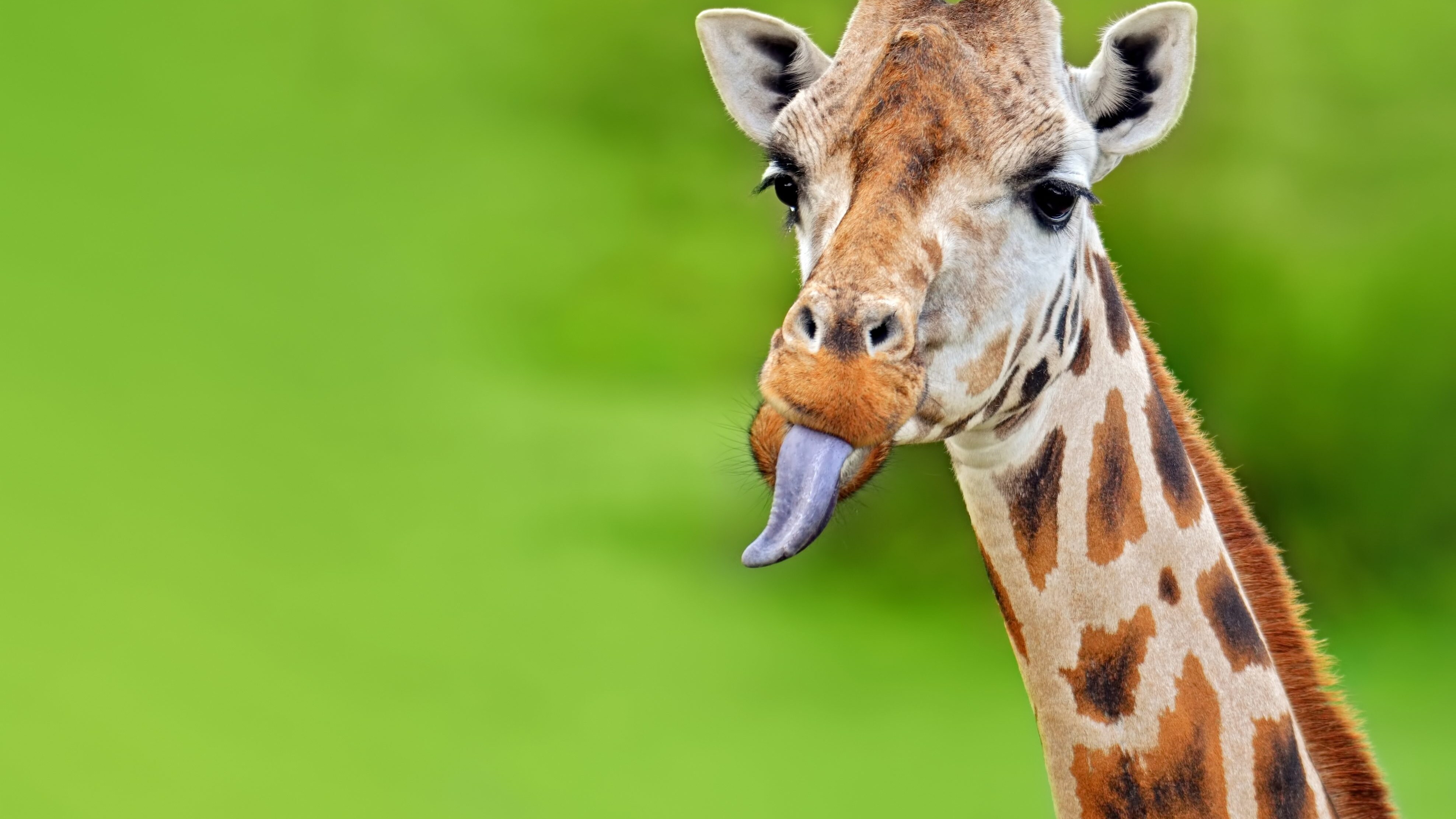 giraffa-caratteristiche-cover