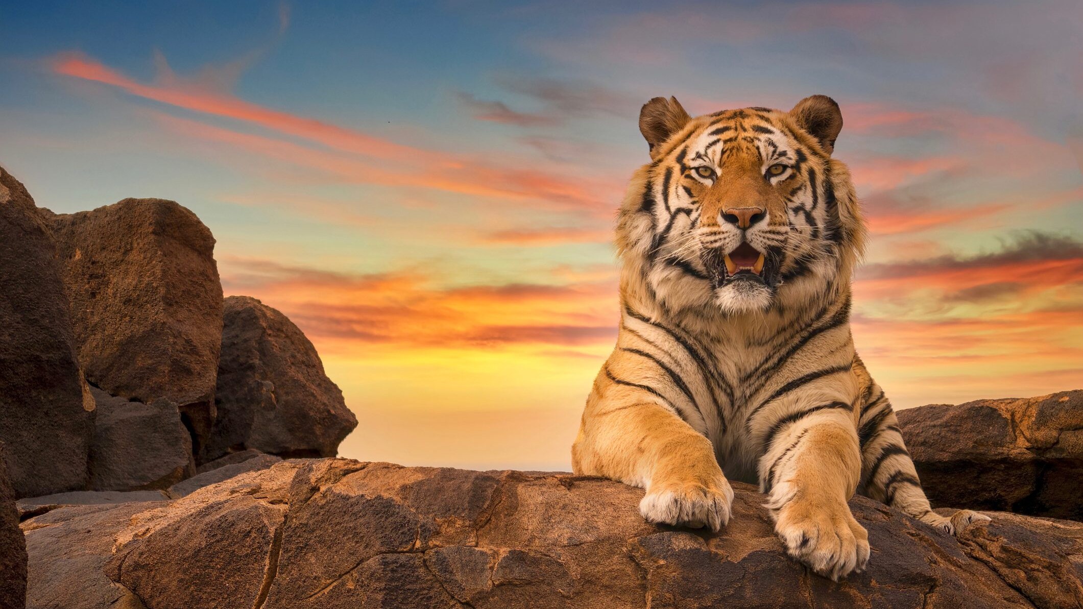 tigre-del-bengala-cover
