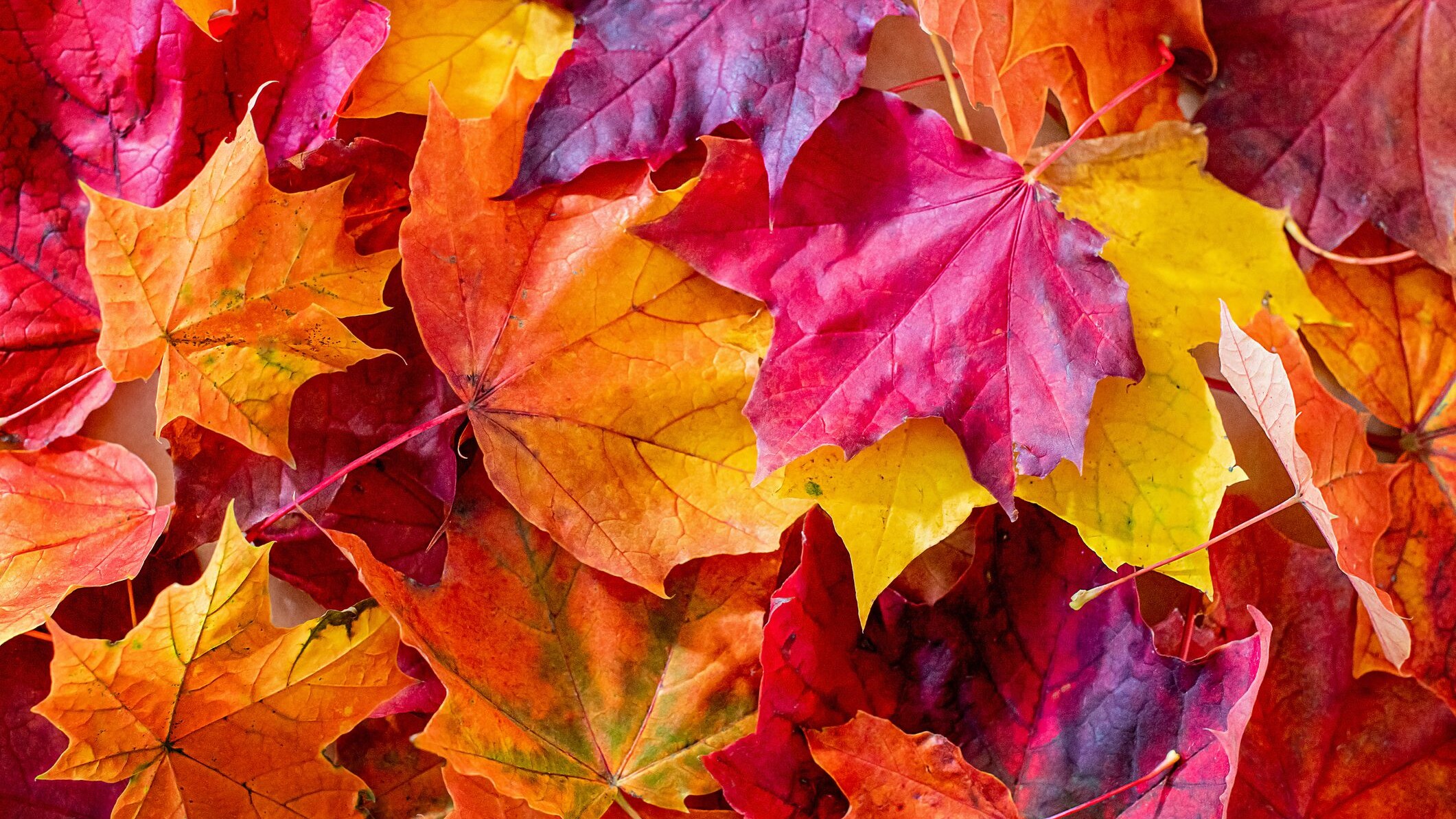 Lavoretto autunno foglia