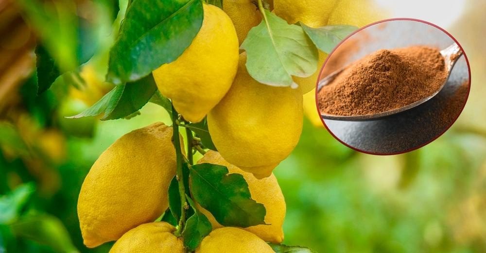 Fukamou Ormone Radicante Liquido 50 Ml - Per Talee Di Piante, Promuove Una Crescita Sana Delle Radici - Foto 7