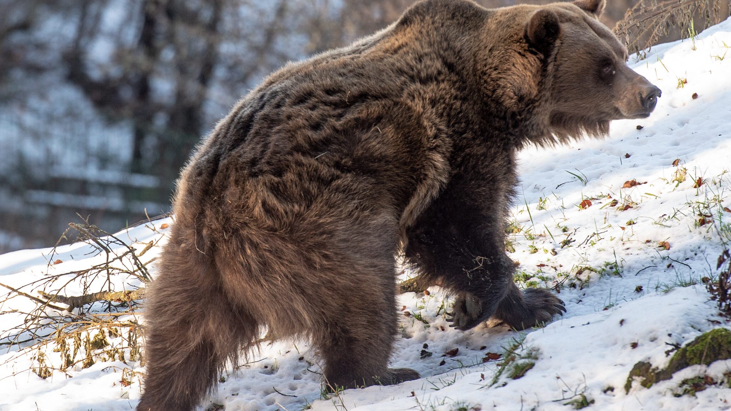 orso-bruno-sentenza-tar-trento