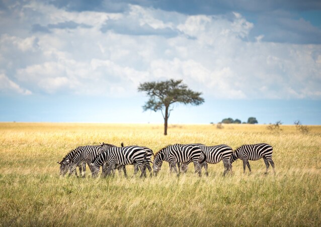 zebra-cosa-mangia