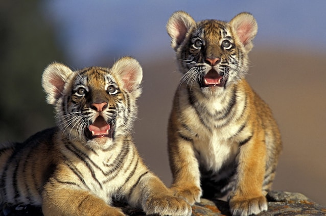 tigre-del-bengala-cucciolo