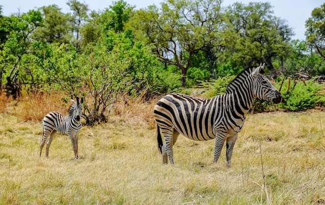 zebra-cucciolo