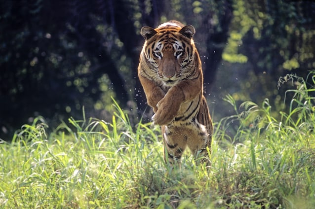 tigre-del-bengala-dove-vive