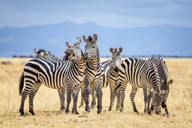 zebre-caratteristiche