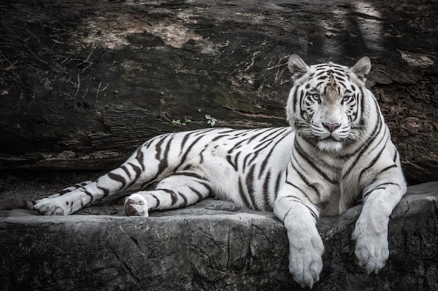 tigre-bengala-bianca